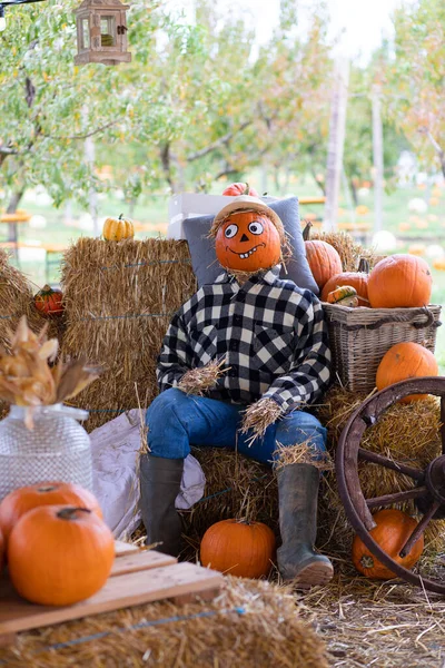 Scarecrow and pumpkins in the garden. Concept of Halloween holiday.