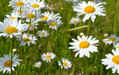 Çayırda beyaz papatya