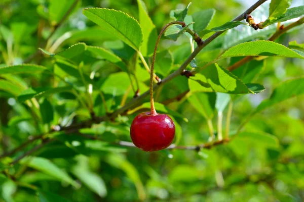 Een kers op de bush — Stockfoto