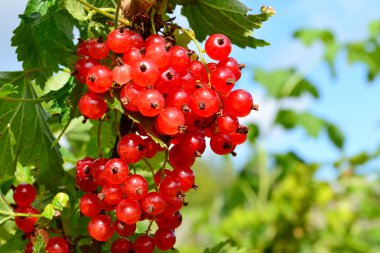 Frenk üzümü küme dal