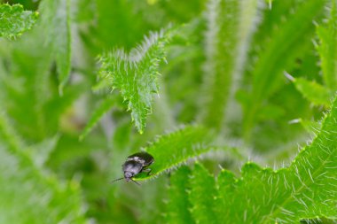 Yeşil çimenlerin üzerinde siyah beetle bug