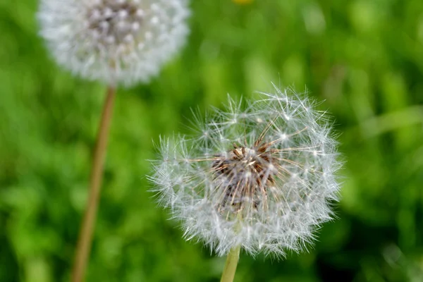 Two dandelion on green background — Stock Photo, Image