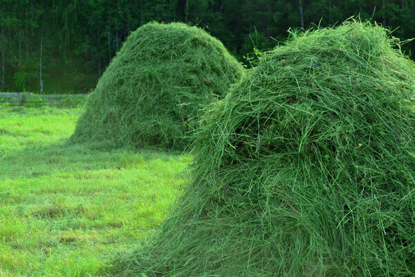 Сено в стогах в летнем сельском пейзаже
