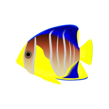 vektör çizim, beyaz bir arka plan izole tropikal balık