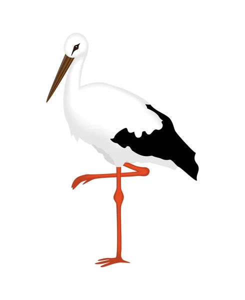 Cigogne blanche d'un fond blanc, illustration vectorielle — Image vectorielle