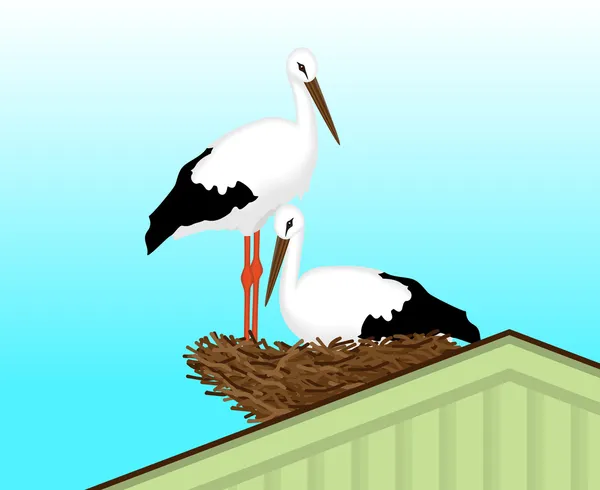 Két fehér gólyák — Stock Vector