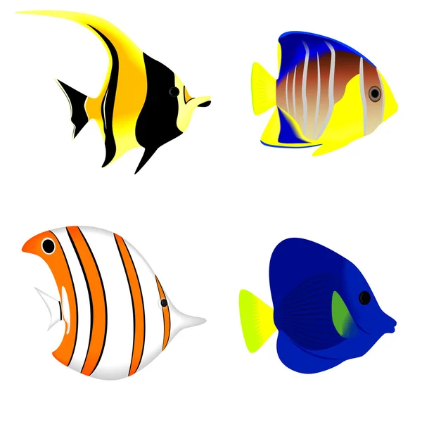 Ensemble d'un poisson tropical isolé sur fond blanc, illustration vectorielle — Image vectorielle