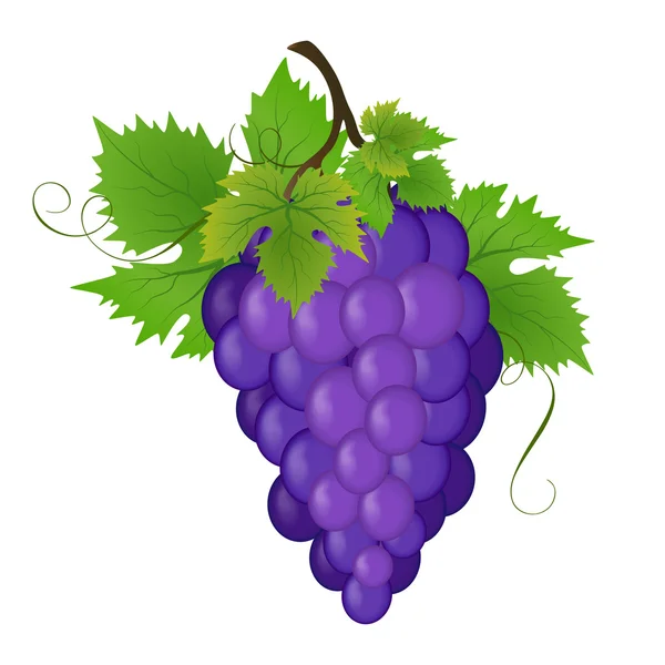 Bos van een druiven, vectorillustratie — Stockvector
