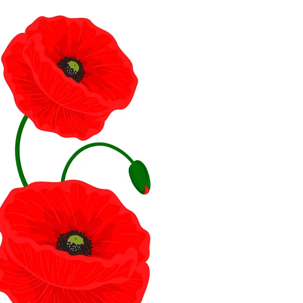 Carte avec des fleurs de pavot rouge sur fond blanc et espace libre pour votre texte — Image vectorielle