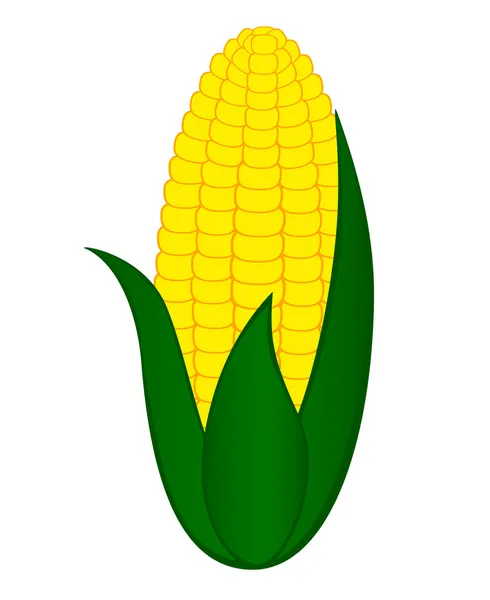 Corncob vetor ilustração isolado no fundo branco — Vetor de Stock