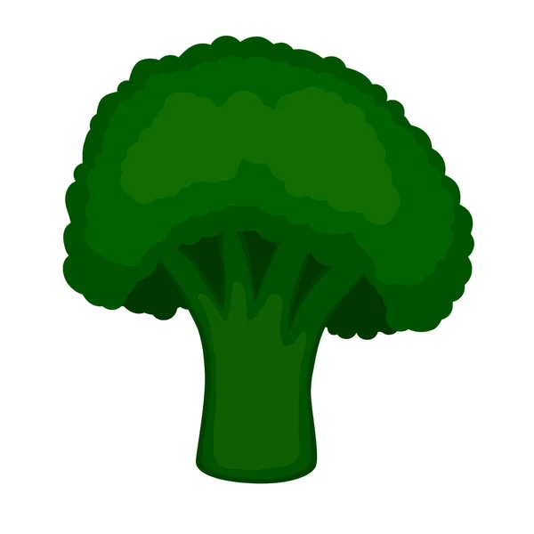 Verse groene stuk van broccoli — Stockvector