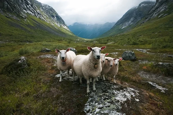 Flock of sheep. Scandinavia, "Troll's valley" — Stock Photo, Image