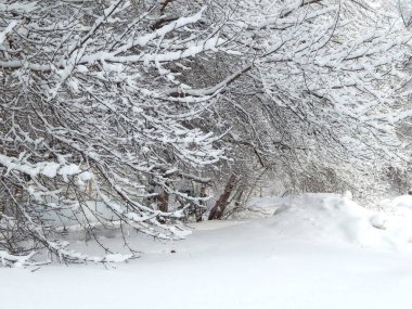 Karlı ağaçlı kış manzarası..