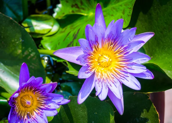 Lotus çiçeği - stok görüntü