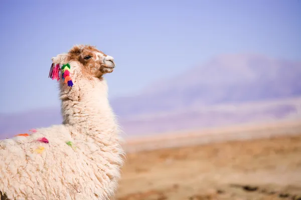 Alpaca — Stock Photo, Image