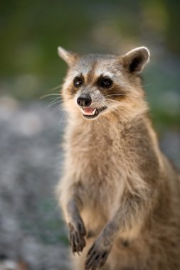 vahşi racoon