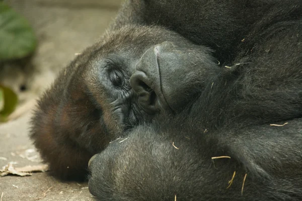 Gorilla — Stockfoto