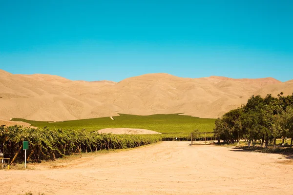 Coltivazioni Viticole Nel Mezzo Del Deserto Nella Terra Amarilla Cile — Foto Stock