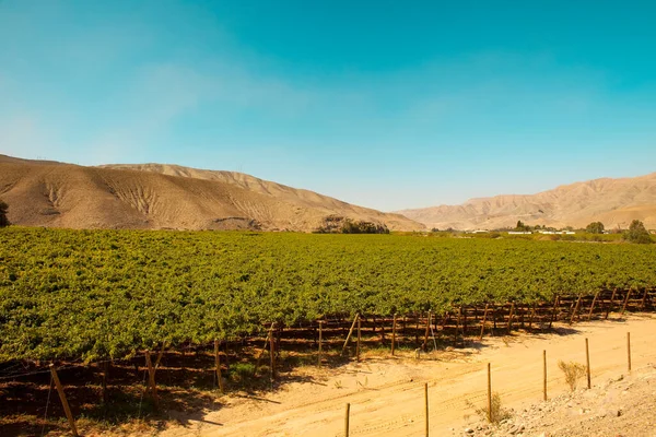 Vinodlingar Mitt Öknen Tierra Amarilla Chile — Stockfoto