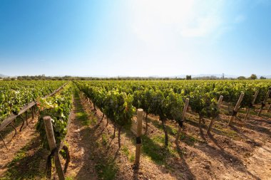 Şili, Colchagua vadisinde bir üzüm bağında asma mahsulleri.