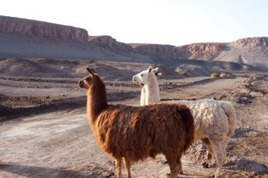 Atacama Çölü'ndeki Taira topluluğunda Alpakalar, Şili