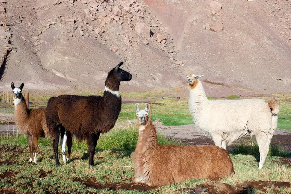 Alpacas Στην Κοινότητα Taira Στην Έρημο Ατακάμα Χιλή — Φωτογραφία Αρχείου