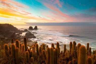 Punta de Lobos 'taki Cliff Pichilemu, VI Bölgesi, Şili
