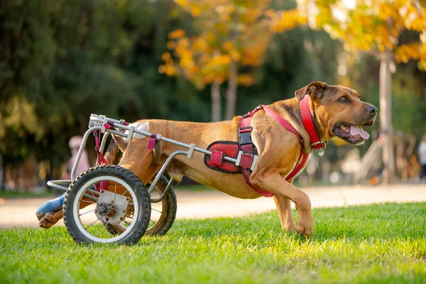 Handicapped dog in wheelchair at a park