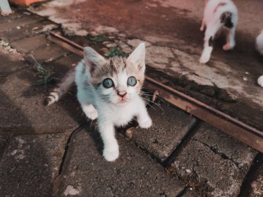 Kameraya bakan sevimli mavi gözlü bir kedi yavrusu.