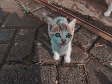 Kameraya bakan sevimli mavi gözlü bir kedi yavrusu.
