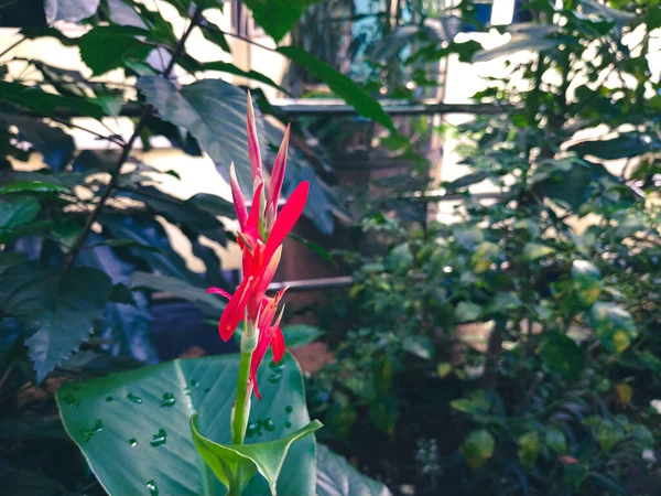 Fleurs Rouges Canna Paniculata Bunga Tasbih Avec Fond Vert Photographié — Photo