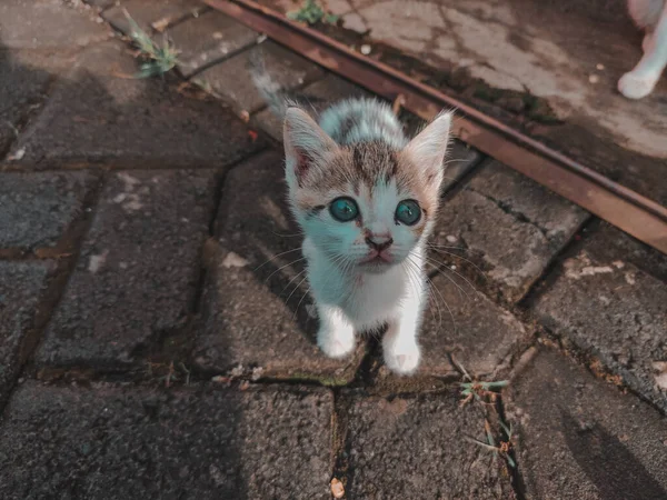Kameraya bakan sevimli mavi gözlü bir kedi yavrusu.