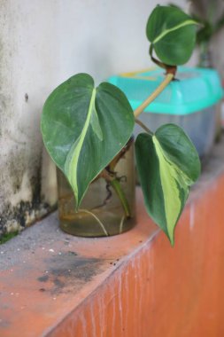 Dekorasyon olarak kullanılan plastik bir kabın içine yerleştirilmiş kalp yaprağı filodendron fabrikasının fotoğrafını kapat