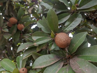 Yaprakların arasında sapodilla meyvesi koleksiyonu var.