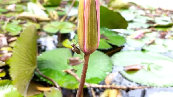 Dead Insect Corpse Clinging Lotus Flower Stalk — Vídeo de Stock