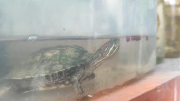 Mały Żółw Klatce Wypełnionej Wodą Jest Karmiony Żółw Domu — Wideo stockowe
