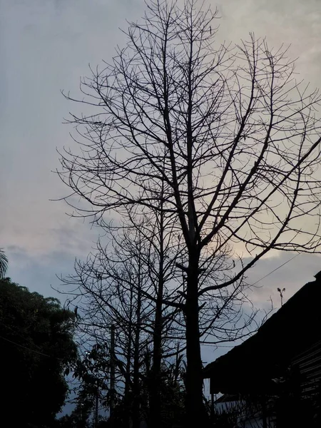 Malang City Yaprakları Solan Dökülen Bitkiler Öğleden Sonra Akşam Fotoğraflanır — Stok fotoğraf