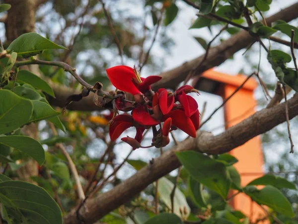 Erythrina Crista Galli Red Flowers Cockspur Coral Tree Native Argentina — 图库照片