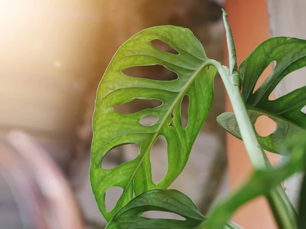 close up photo of the leaves of the Monstera adansonii plant in the morning with sunlight, photo of janda bolong plants leaves