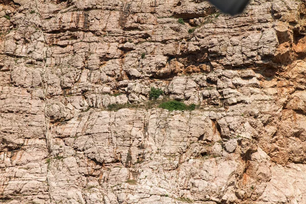 Textura de acantilado de piedra con elementos vegetales —  Fotos de Stock