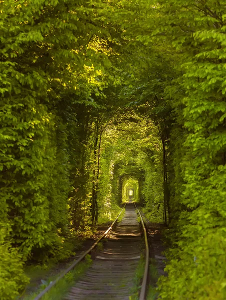 Túnel natural de amor formado por árvores na Ucrânia — Fotografia de Stock