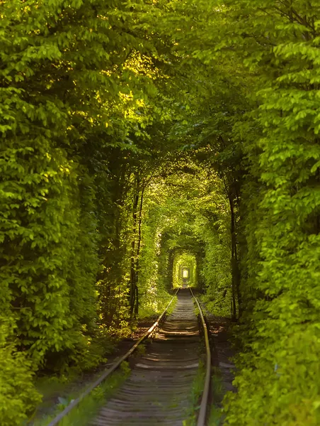 Natural tunnel of love formed by trees in Ukraine Stock Photo