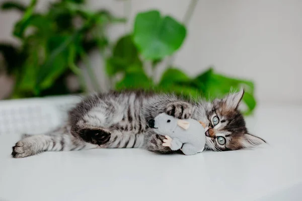 Gray Kitten Plays Toy Mouse Close — Stock Photo, Image