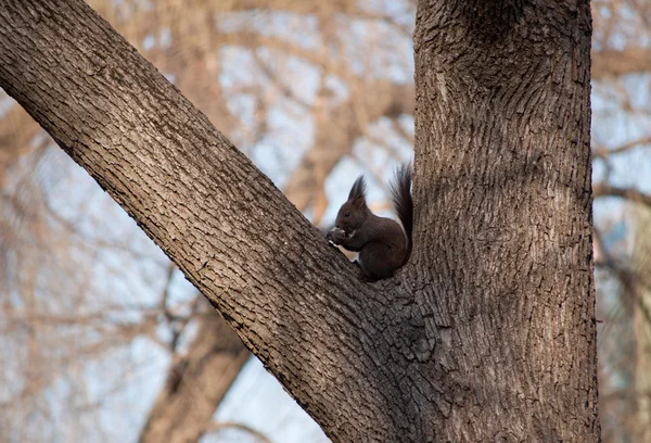 Scoiattolo che mangia su un albero — Foto Stock