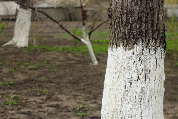 Tronco de árbol encalado — Foto de Stock