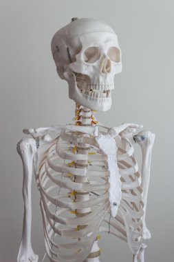 Human skeleton model clipart