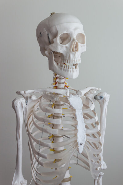 Human skeleton model