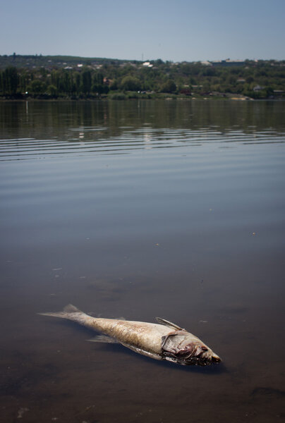 Dead fish in lake