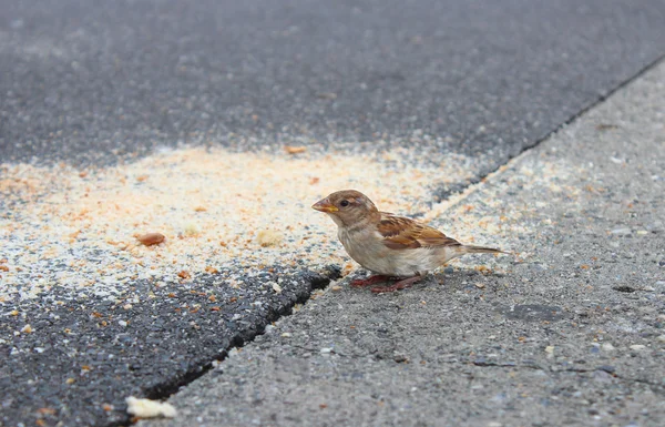 parkta beslenmesini serçe