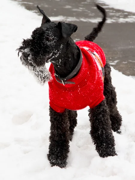 Kerry blue terrier — Fotografia de Stock